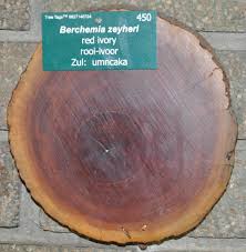 Image result for Berchemia zeyheri