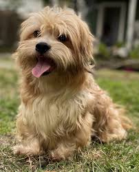 If you do not find the tibetan terrier puppy for sale that you are looking for then place your request within our tibetan terrier dogs wanted area. Tibetan Terrier For Rehoming Online