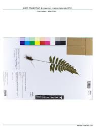 Image result for Asplenium inaequilaterale