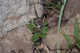 Image result for Ceropegia rendallii