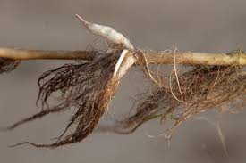 Image result for Ludwigia adscendens