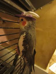 What Did You Do Today Oh Spent About An Hour Terrorizing My Bird Until He Wore A Hat I Made Him Worth It Imgur Bird Cute Birds Pet Birds