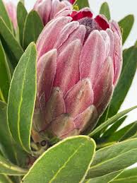 Image result for Protea argyrea