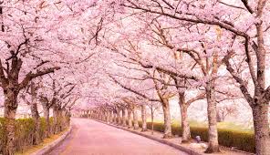 Check out our artificial cherry blossom tree selection for the very best in unique or custom, handmade pieces from our craft supplies & tools shops. 20 Best Kyoto Cherry Blossom Spots Sakura Hanami Top Tips
