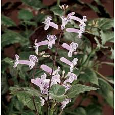 Symbolism And Benefits Of The Plectranthus 'Mona Lavender'