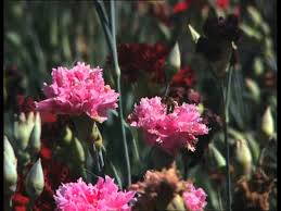 Pas De Saison Pour Les Fleurs C Est Pas Sorcier Youtube