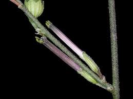 Image result for Schwenckia