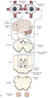 The Cranial Nerves Organization Of The Central Nervous System Part 4 Cranial Nerves Nervous System Parts Nervous System Anatomy