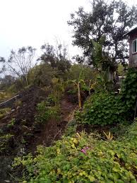 Maybe this belongs in Birds of Hawai'i the Past and the Present... but is  this a bat roost?! Also located in Paauilo at Donna Mitts Clear View Farm. 