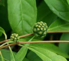 Image result for Morinda