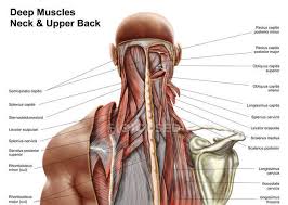 The four principal types of bones are long, short, flat and irregular. Human Anatomy Of Deep Muscles In The Neck And Upper Back Iliocostalis Cervicis Longissimus Cervicis Stock Photo 174713910