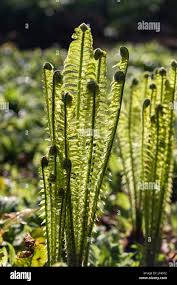 Fiddlehead ferns uk hi-res stock photography and images