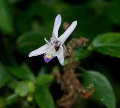 Image result for Mellera