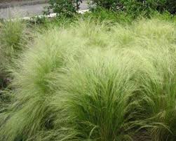 Muhlenbergia Capillaris Pepiniere Ecologique La Maison Du Bananier Stipa Tenuifolia Stipa Plante Ornementale