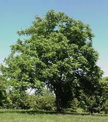 Butternut Tree Photos Facts On Butternut Trees Trees To Plant Tree Care Shade Trees