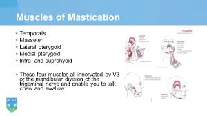 Zygomatic process of maxilla and inferior. Massage Therapy Diploma Ppt Download