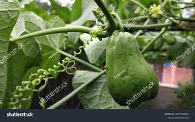 Image result for Sechium edule