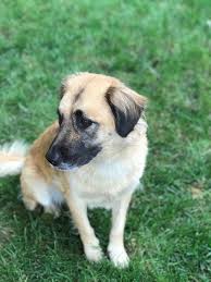 Raised inside our home with our children and other dogs. Dog For Adoption Caity Special Needs A Golden Retriever Mix In Albany Ny Petfinder