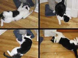 Some people drink catnip tea. Catnip Wikipedia