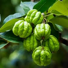 Image result for Garcinia pachyclada