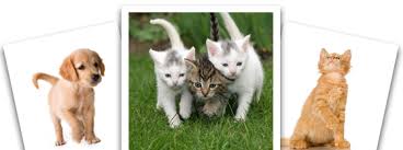 They place heavy emphasis on educating and training to ensure a good visit. Riverside Veterinary Hospital Pc Veterinarians In Elizabeth Pa Home