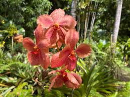 Image result for Vanda