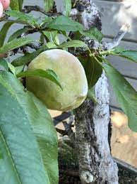 Ideally, the tree should have three or four sturdy main trunks with a spreading, open structure. How Does A Fruit Tree Produce Fruit Quora