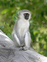 Monkey Sitting On Tree Stump Vervet Monkey Monkey Monkey Drawing