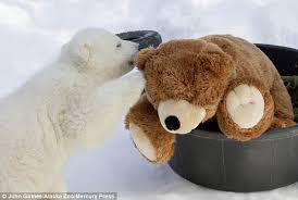 Busting some good bbw pussy. Orphaned Polar Bear Makes Friends With Some Cuddly Toys In His Enclosure Daily Mail Online