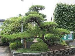 Pin On Japanese Backyard Gardens
