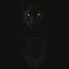 King Of The Dark Photo By Shaazjung Wildlifeplanet Big Cat Family Panther Black Panther