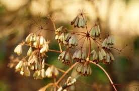 Image result for Glossostelma carsonii