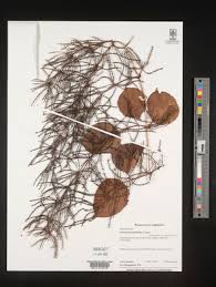 Image result for Dioscorea asteriscus