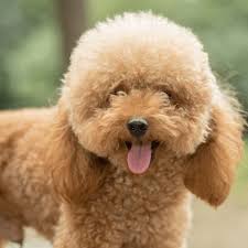 The mini goldendoodle is exactly that, a mini teddy. Teddy Bear Cut For Poodles And Doodles Spiritdog Training