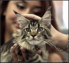 Felix Coon's Instagram, Twitter & Facebook