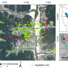 Image result for Copaifera baumiana