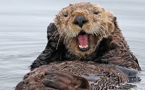 The others live mostly in fresh water. Adopt A Sea Otter Symbolic Adoptions From Wwf