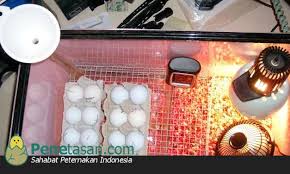 Apa itu inkubator penetasan ayam ? Ventilasi Udara Mesin Penetas Telur Juga Sangat Penting Lho