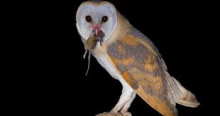 Coruja Das Torres Barn Owl Tyto Alba Barn Owl Owl Photos Owl