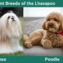 lhasapoo from petkeen.com