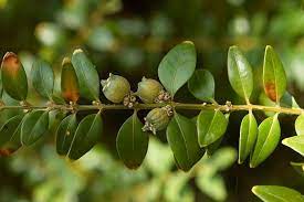 Boxwood Health Benefits And Side Effects Buxus Sempervirens Sempervirens Buxus