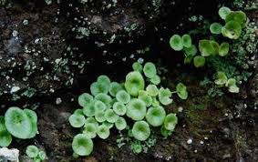 Image result for Umbilicus botryoides