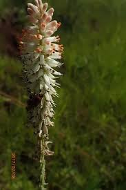 Image result for Asparagus buchananii
