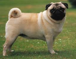 30 Different Types Of Dogs And Breeds Names With Pictures You finally have your new puppy, but what about a name? 30 different types of dogs and breeds