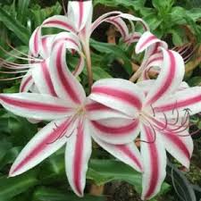 Image result for Crinum moorei