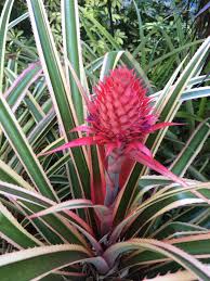 Florida home south florida florida plants plant guide small trees back gardens drought tolerant deep purple garden plants. Fragrant Flowers In Florida Finegardening