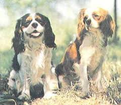 Характер и стандарты собаки кавалер кинг чарльз спаниель. 284 Kavaler King Charlz Spaniel Enciklopediya Sobaki Dekorativnye Sobaki