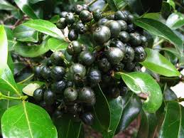 Image result for Psydrax fragrantissima