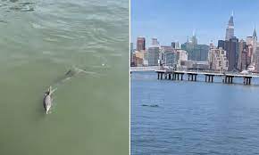 Three Dolphins Spotted In New York City S East River Daily Mail Online