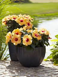 This ornamental flower blossoms from hawaiian punch hibiscus pretty flowers, flowers, plants. Hibisqs Care Hibisqs